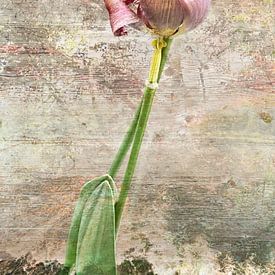 Frühlingsgefühle – Tulpen im Glück von A perfect day studio