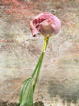 Spring fever – tulips in bliss by A perfect day studio