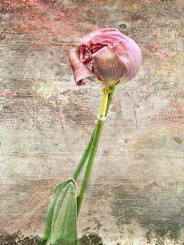 Frühlingsgefühle – Tulpen im Glück von A perfect day studio