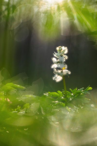 In the spotlight on the stage by Daniela Beyer