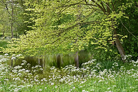 Spring