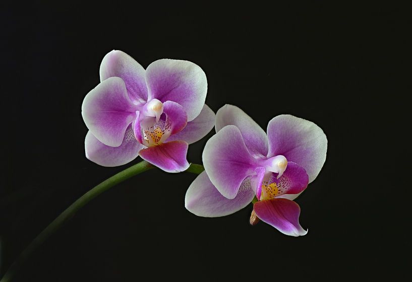 Orchids by Dieter Beselt