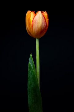 Stillevens in licht deel 2 – een tulp gevangen in gouden glorie