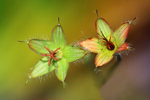 Zaaddozen van geranium bloemen