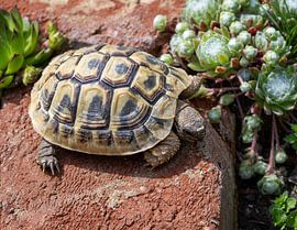 Griechische Landschildkröte im Terrarium von ManfredFotos