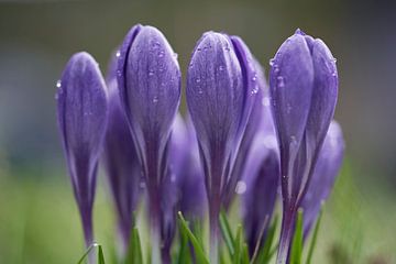 Gros plan de crocus violets avec des gouttes de pluie