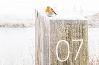 Roodborsje in de winter