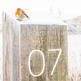 Roodborsje in de winter van Mark den Boer