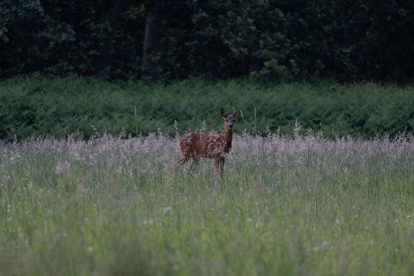 chevreuil par Maaike Krimpenfort
