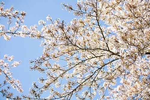 White blossoms and a clear blue sky