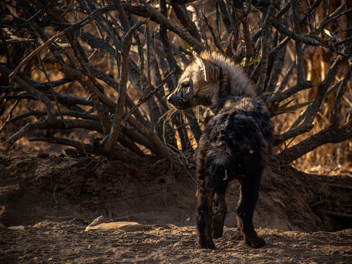 hyena puppy
