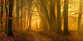 Der Beginn eines sonnigen Tages im Speulderbos (XXL-Format)