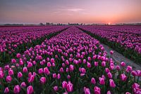 Zonsondergang Tulpenveld
