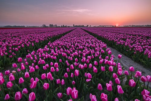 Zonsondergang Tulpenveld