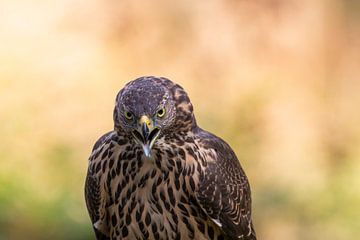 Falke mit schönem Hintergrund