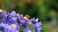 Abeille occupée dans le parc