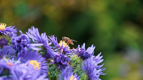 Busy bee in the park