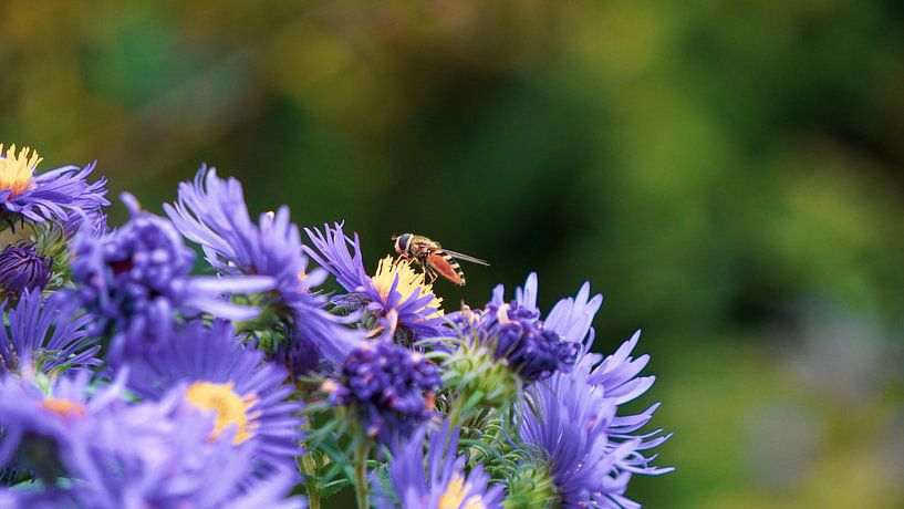 Abeille occupée dans le parc par Bodessa Overbeek