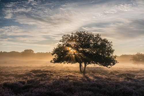Mistige zonsopkomst op de Westerheide