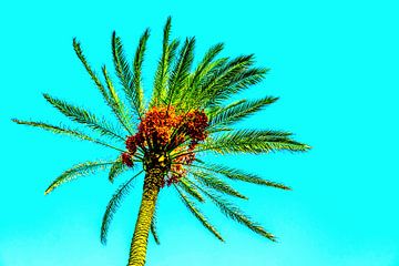 Date palm by Dieter Walther