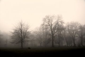 Parklandschap met bomen in de mist