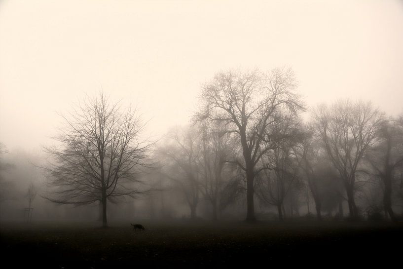 Parklandschaft mit Bäumen im Nebel von Heiko Kueverling
