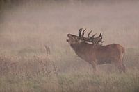 Game of horns 2