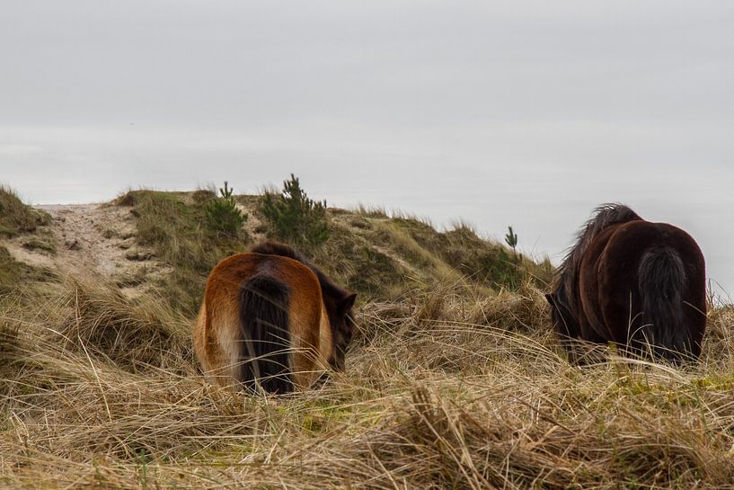 Pony's in het duin by Foto van Anno