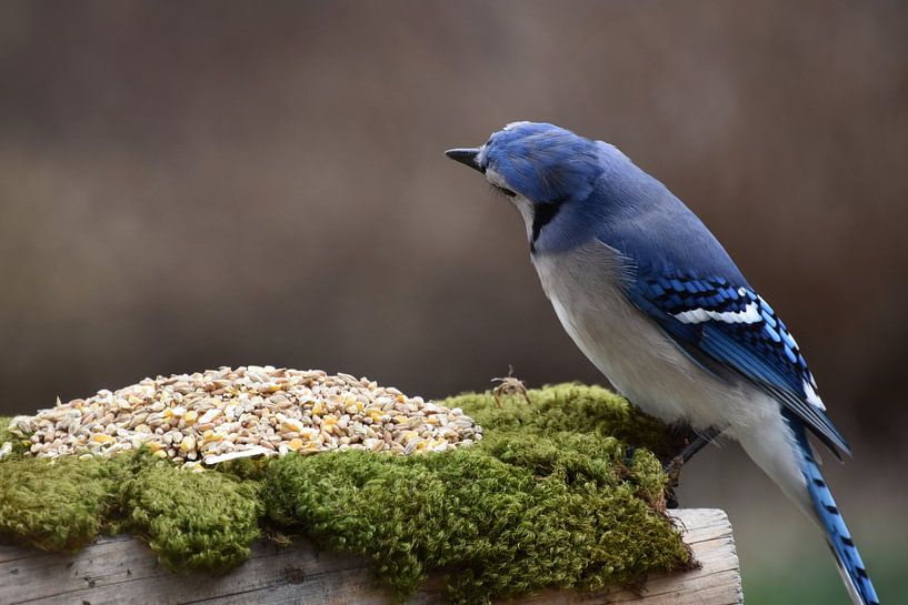 Ein Blauhäher am Futterhäuschen im Garten von Claude Laprise