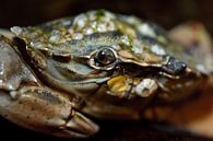 detail beach crab by Rene du Chatenier thumbnail