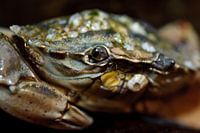 detail strandkrab