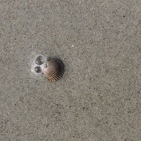 A shell on the beach by Matthias Brix