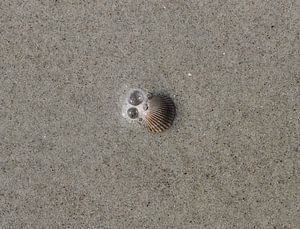 Un coquillage sur la plage