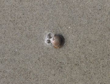 Eine Muschel am Strand