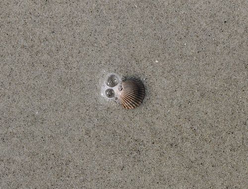 Eine Muschel am Strand von Matthias Brix