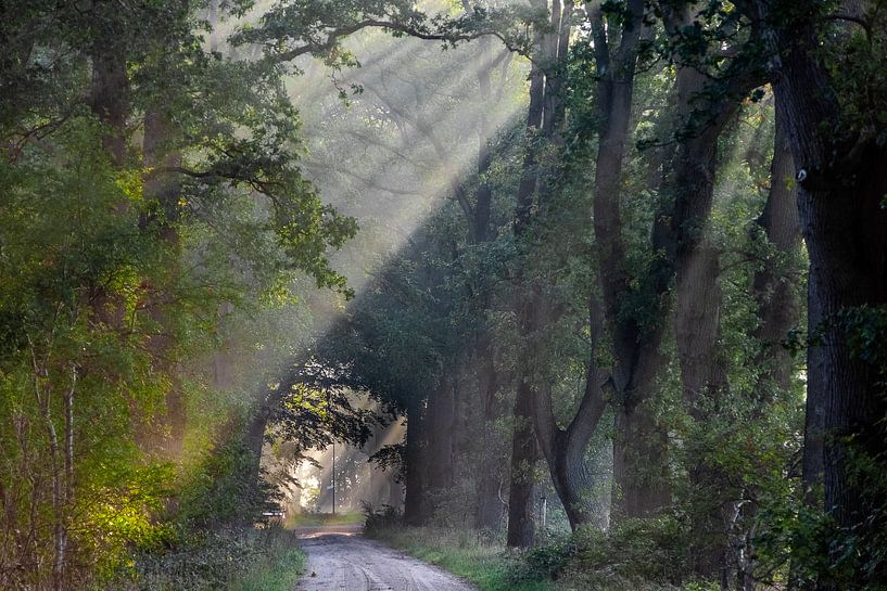 matin d'automne dans la forêt par ina van zandwijk