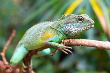 Lézard sur Tristan Dekker