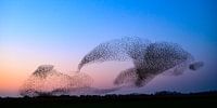 Spreeuwen tijdens zonsondergang van Sjoerd van der Wal Fotografie thumbnail