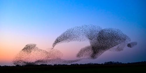Spreeuwen tijdens zonsondergang