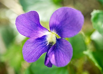 Zonovergoten donkerpaarse violette bloem van Iris Holzer Richardson