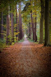 La nature nous rend petits sur Alexander van der Molen