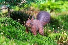 Squirrel by Merijn Loch
