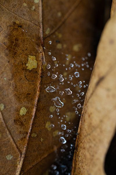 morning dew and rain on leaves in the forest by Bopper Balten