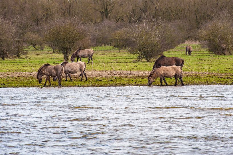 Konik paarden grazend langs het water in de Oostvaarders plassen by Brian Morgan