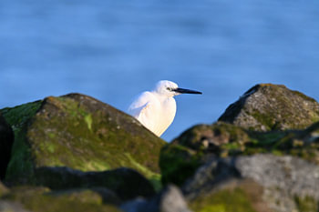 Little egret among the stones
