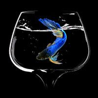 Betta Vissen Dans