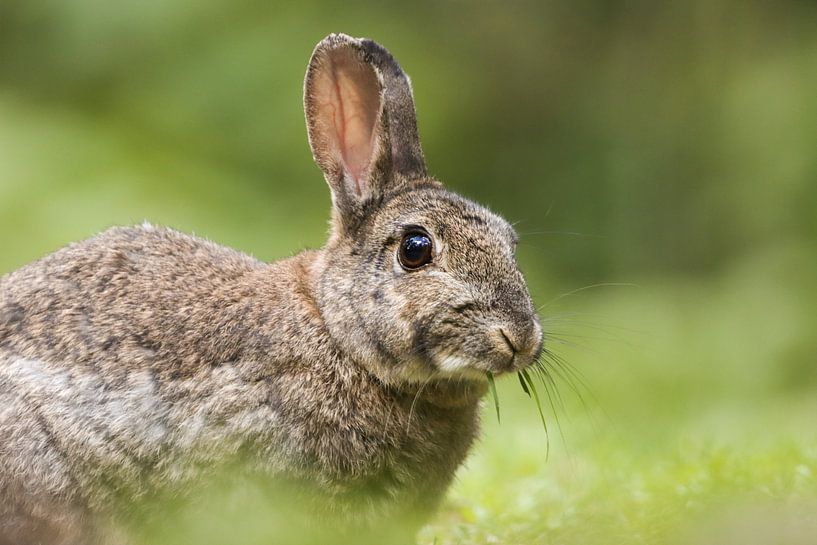 Wild Konijn in het gras by Bastiaan Van der Ploeg