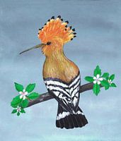 Hoopoe bird