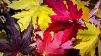 Autumn Leaves von rosstek ® Miniaturansicht