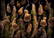 Colocasia esculenta van Olaf Bruhn thumbnail